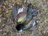 IMG_1741.jpeg