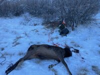 ELK.jpg