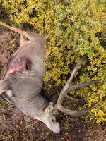 IMG_3191.jpeg