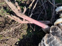 IMG_6235.jpeg