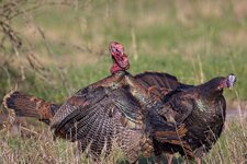 squabble_2000pixels.jpg