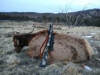 Cow elk.JPG
