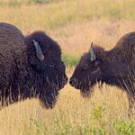 bison_kiss_resize_2000.jpg