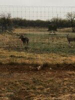 IMG_0715.jpeg