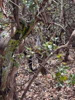 IMG_0730.jpeg