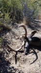 A-zone Buck 1.jpg