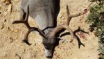 A-zone Buck 2.jpg