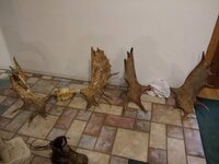 IMG_20191009_195525893.jpg