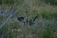 1000010315.jpg 1000010315.jpg