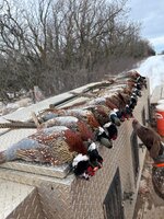 IMG_7720.jpeg