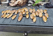 clams.jpg
