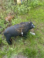 IMG_6860.jpeg