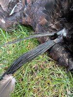 IMG_0247.jpeg