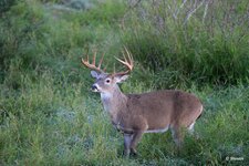 11-IMG_3706X-Focus.JPG