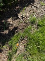IMG_7274.jpeg