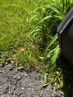 IMG_7275.jpeg