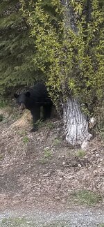 young bear.jpg