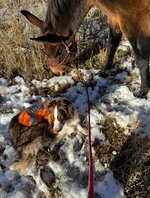 IMG_5579.jpg