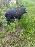 IMG_6878.jpeg
