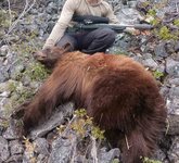 bear down.jpg