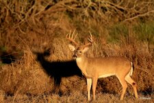 07-IMG_6487X-Focus.JPG