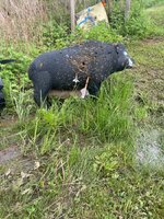 IMG_6881.jpeg