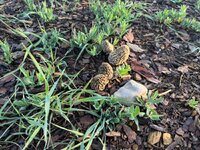 IMG_0419.jpeg
