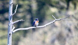IMG_1157.jpeg