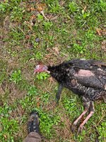 Turkey.jpg