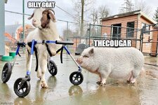 27915961_web1_220123-LAt-DF-Gibbles-new-wheels-pickles_1.jpg