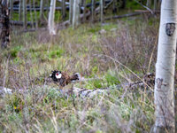 LK--4-rc.jpg
