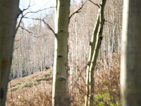 LK-5205479-rc.jpg