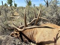 Elk.jpg