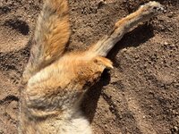 IMG_1778.jpeg