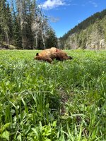 IMG_2814.jpeg