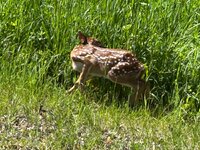 IMG_8690.jpeg