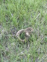IMG_3763.jpeg