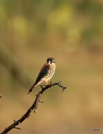 47-IMG_8774-20.JPG