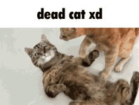 dead-chat-xd-dead-cat-xd.gif