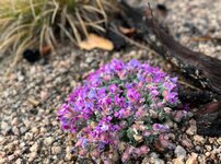 IMG_7233.jpeg