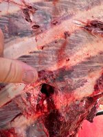 IMG_3162.jpeg