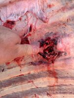 IMG_3161.jpeg
