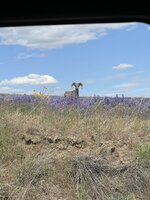 IMG_4126.jpeg
