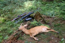 Germany August 1-7 2006 Roebuck hunt. 011.jpg