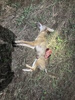 IMG_6595.jpeg