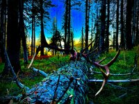 IMG_2963.jpeg