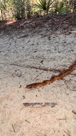 IMG_5306.jpeg