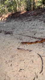 IMG_5305.jpeg