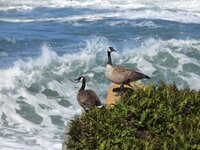 IMG_7940.jpeg