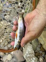 IMG_3269.jpeg